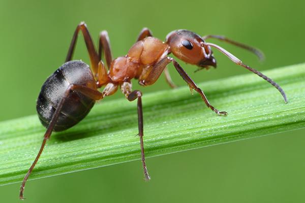 the original bugman pest elimination, national pest management association incorporated, south carolina pest control association, environmentally, fleas, ticks, ants, household