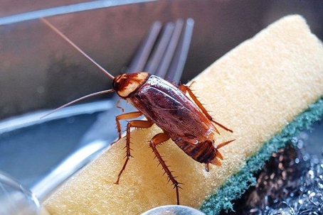 Cockroach
