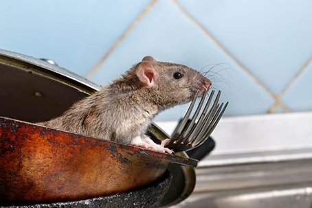 a mouse in some dirty dishes