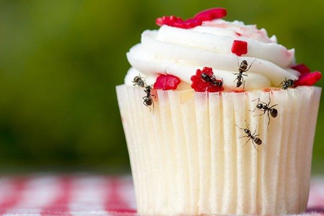 Ants on a cupcake