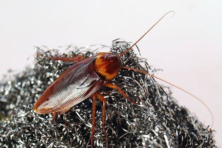 Cockroach