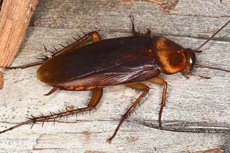 Cockroach