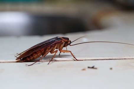 Cockroach