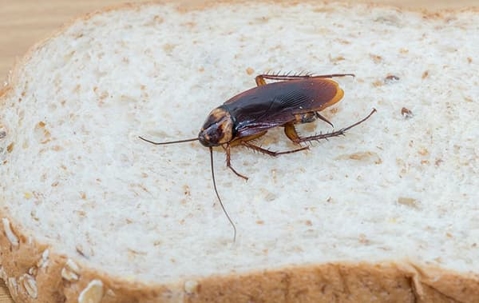 Cockroach