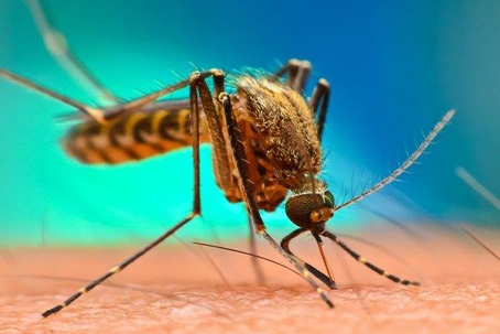 Mosquito shirt columbia deals