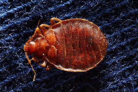 Bed Bug