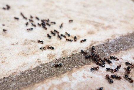 Ants
