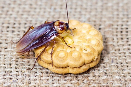 Cockroach