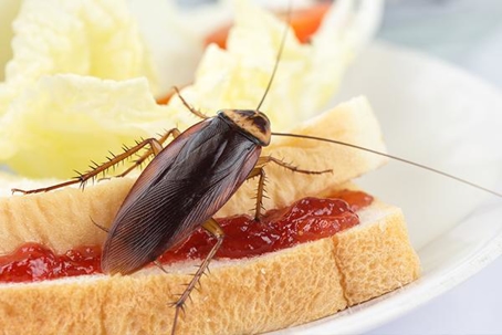 Cockroach