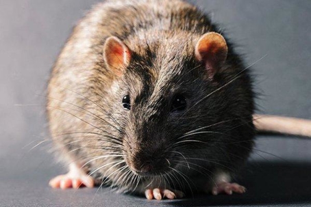 Rat