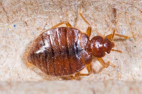 Bed Bug