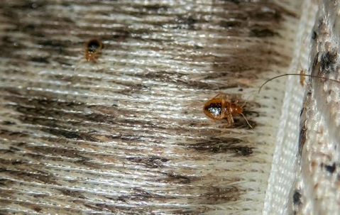 Bed Bug Infestation Treatment