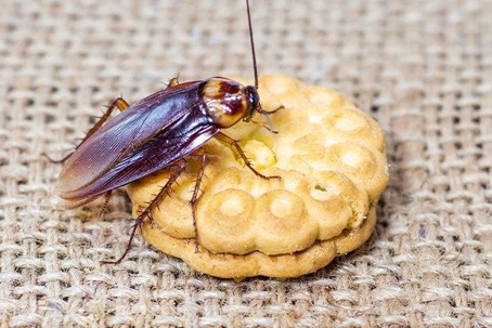 Cockroach
