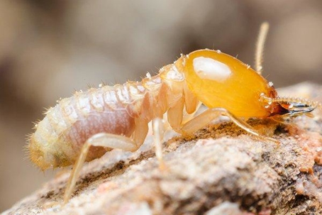 Termite