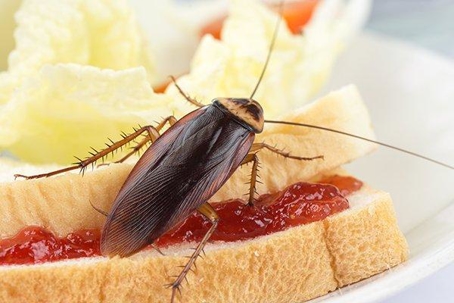 Cockroach