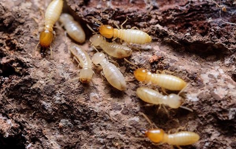 Termite