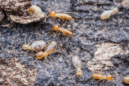 Termites