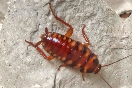 Cockroach