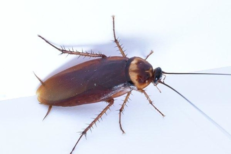 Cockroach