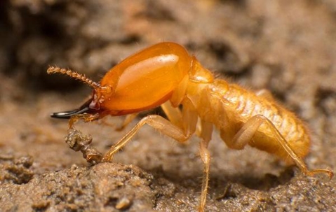 Termite