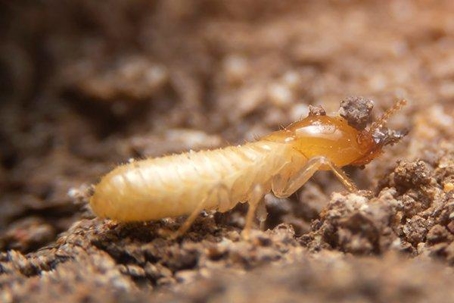 Termite