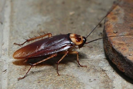 Cockroach