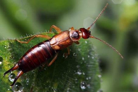 Blog Earwigs The Bug The Myth The Legend