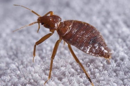 Bed Bug