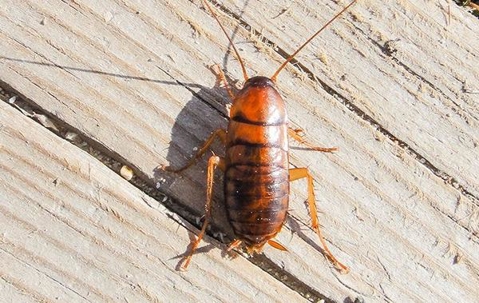 Cockroach