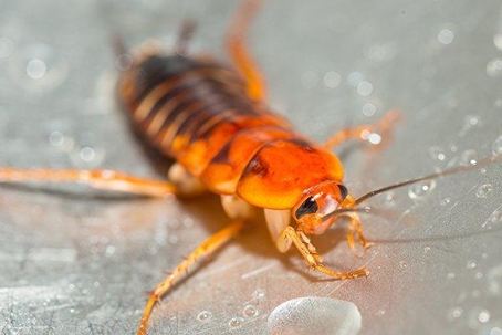Cockroach