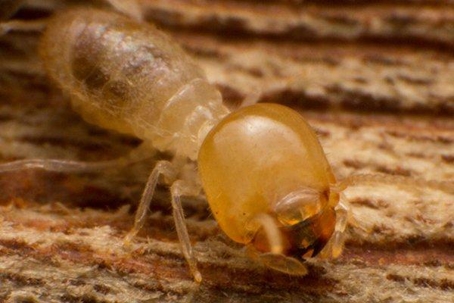 Termite