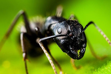 Ant