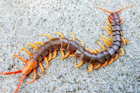Centipede