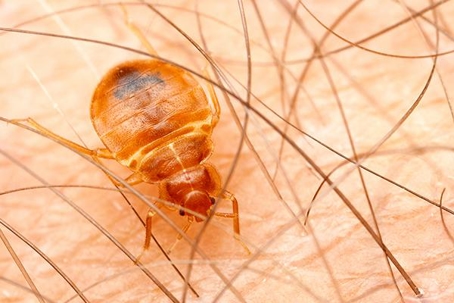 Bed Bug