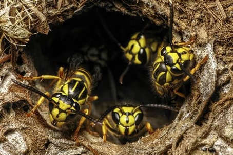 Wasps