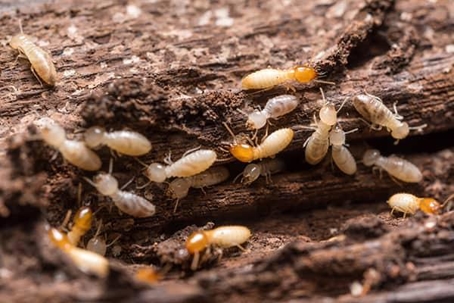 Termites
