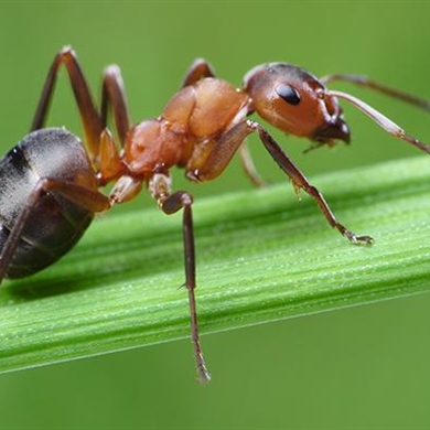 Ants