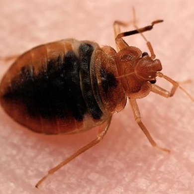Bed Bugs