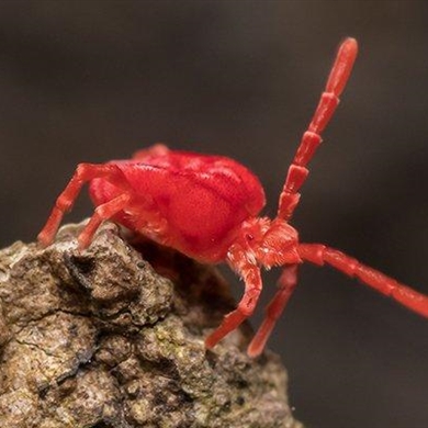 Clover Mites