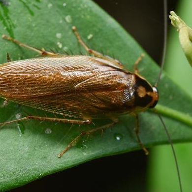Cockroaches