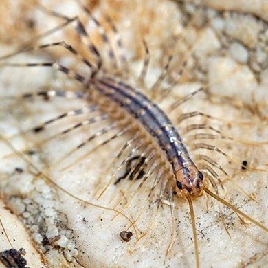 Centipedes