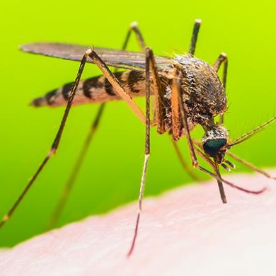 Mosquitoes