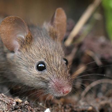 Rodents