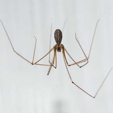 Spiders