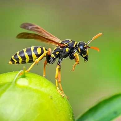 Stinging Insects