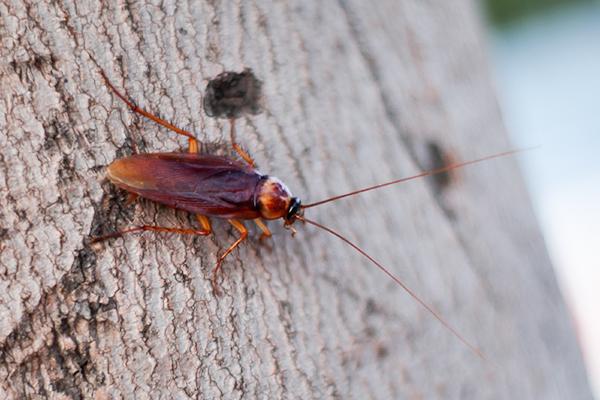 american cockroach on a tree