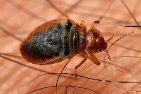 bed bug on skin