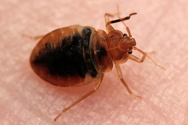 Bed Bugs