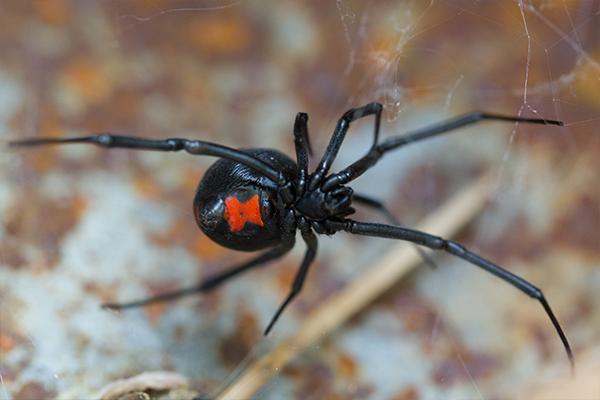 black widow spider