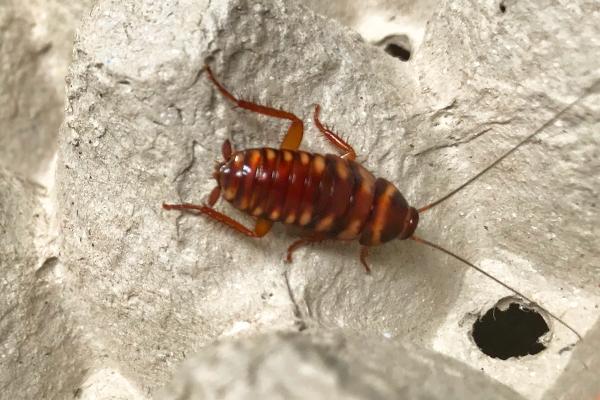 brown banded cockroach